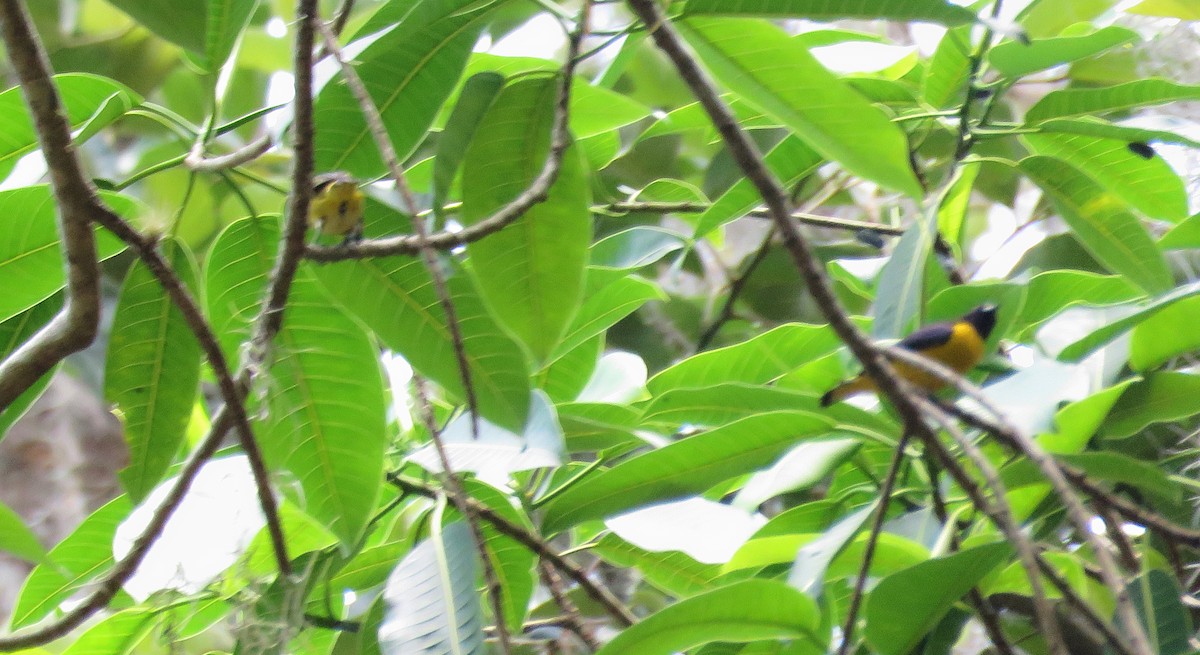 Scrub Euphonia - ML153604851
