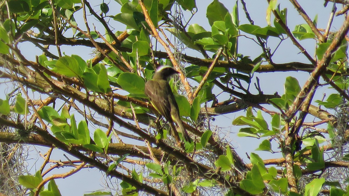 Social Flycatcher - ML153604861