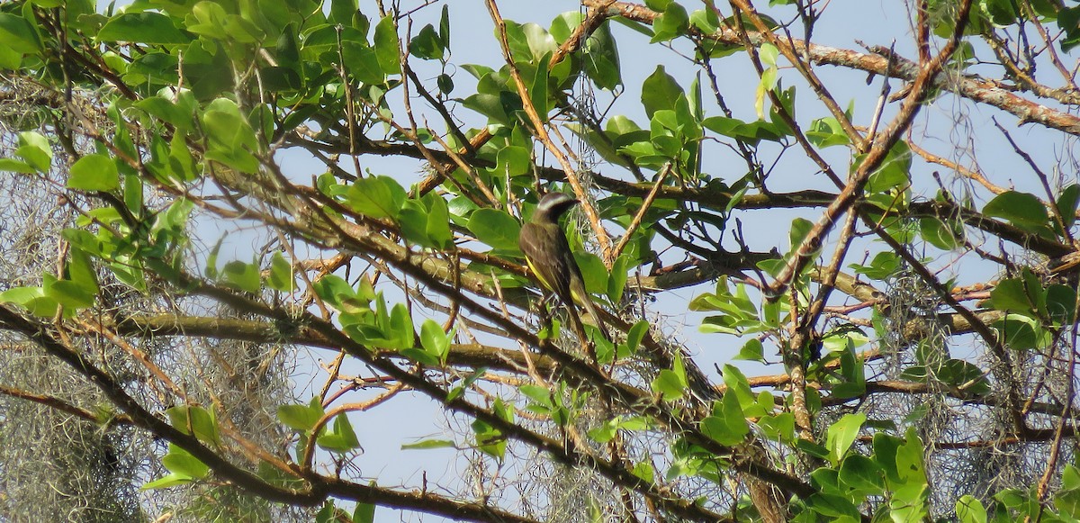Social Flycatcher - ML153604901