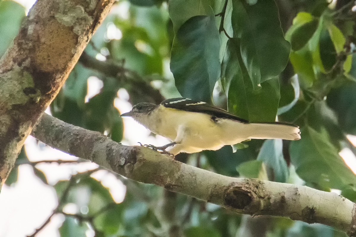Spotted Greenbul - graichen & recer