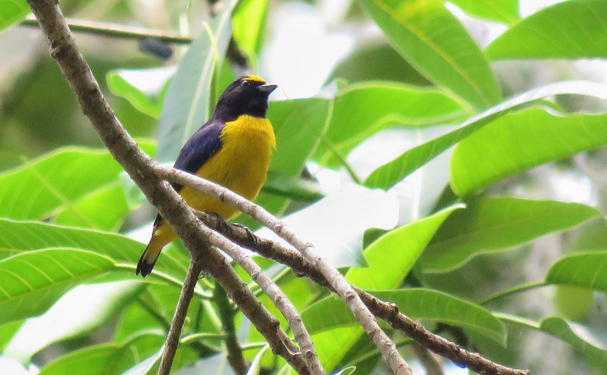 Scrub Euphonia - ML153605031