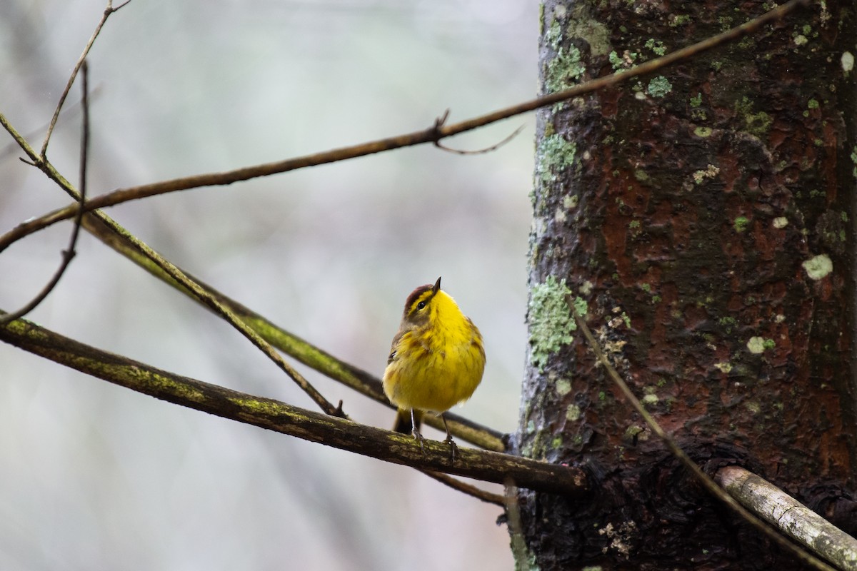 Palm Warbler - ML153605231