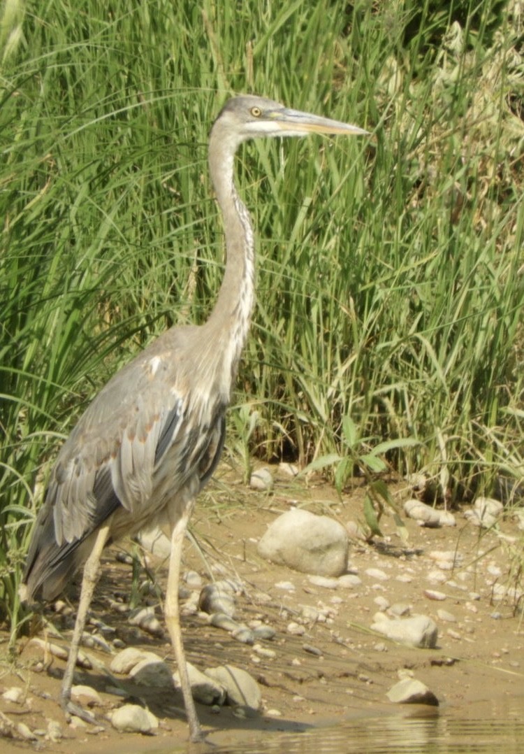 Great Blue Heron - Valerie Beckwith