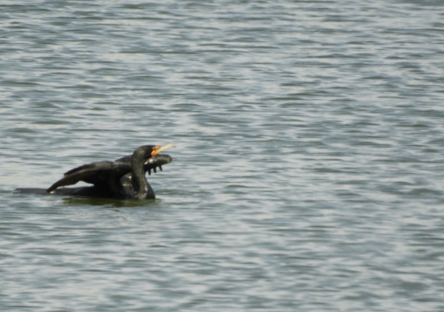 Cormoran à aigrettes - ML153605881