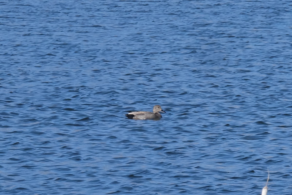 Gadwall - ML153606011