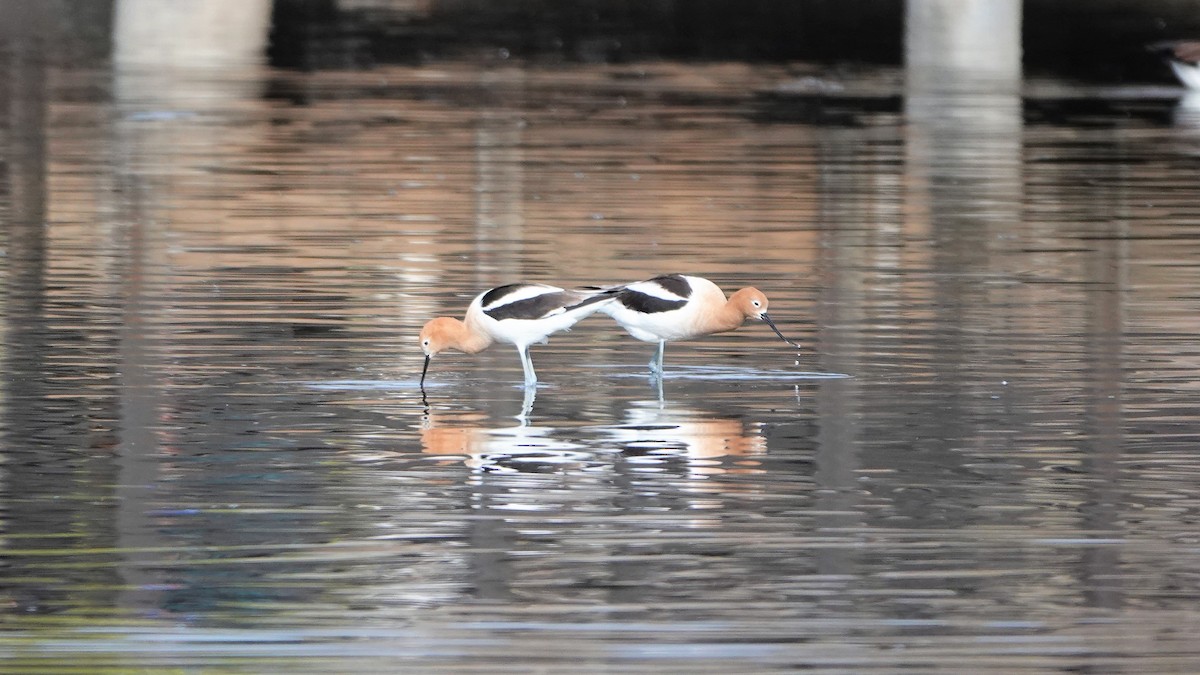 American Avocet - George Ho