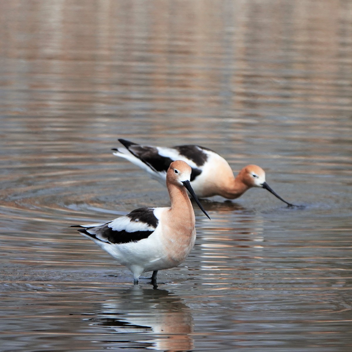 American Avocet - George Ho