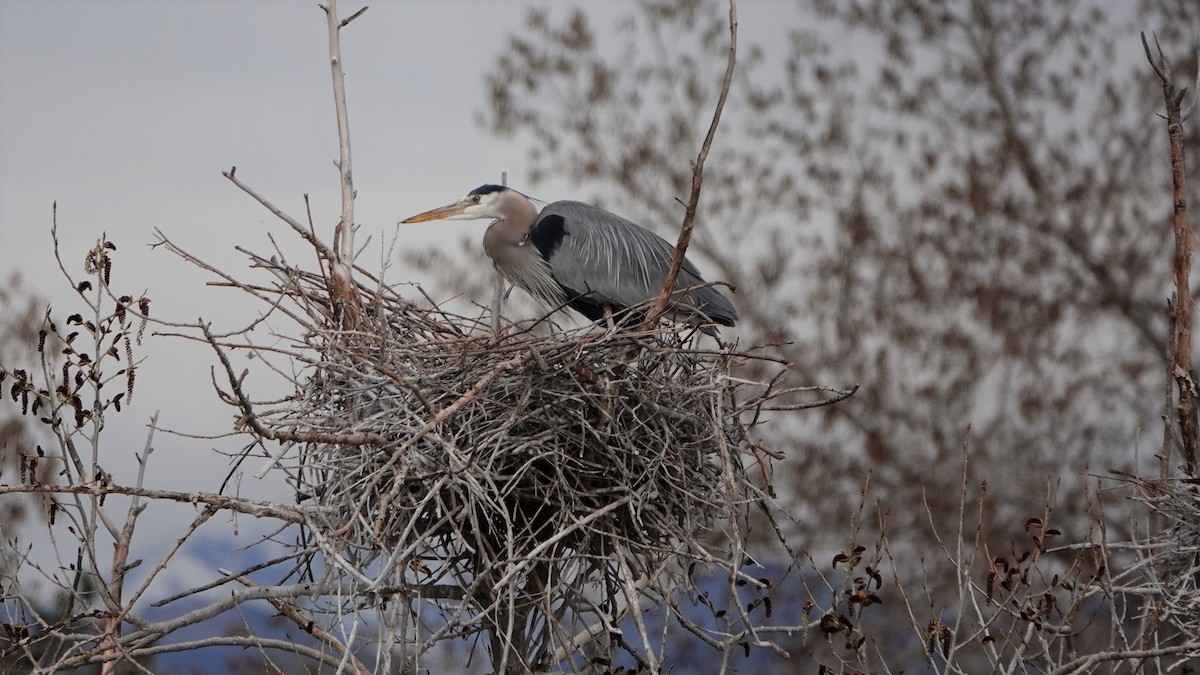 Garza Azulada - ML153606431