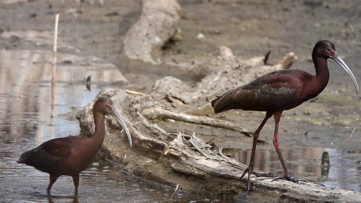 White-faced Ibis - George Ho