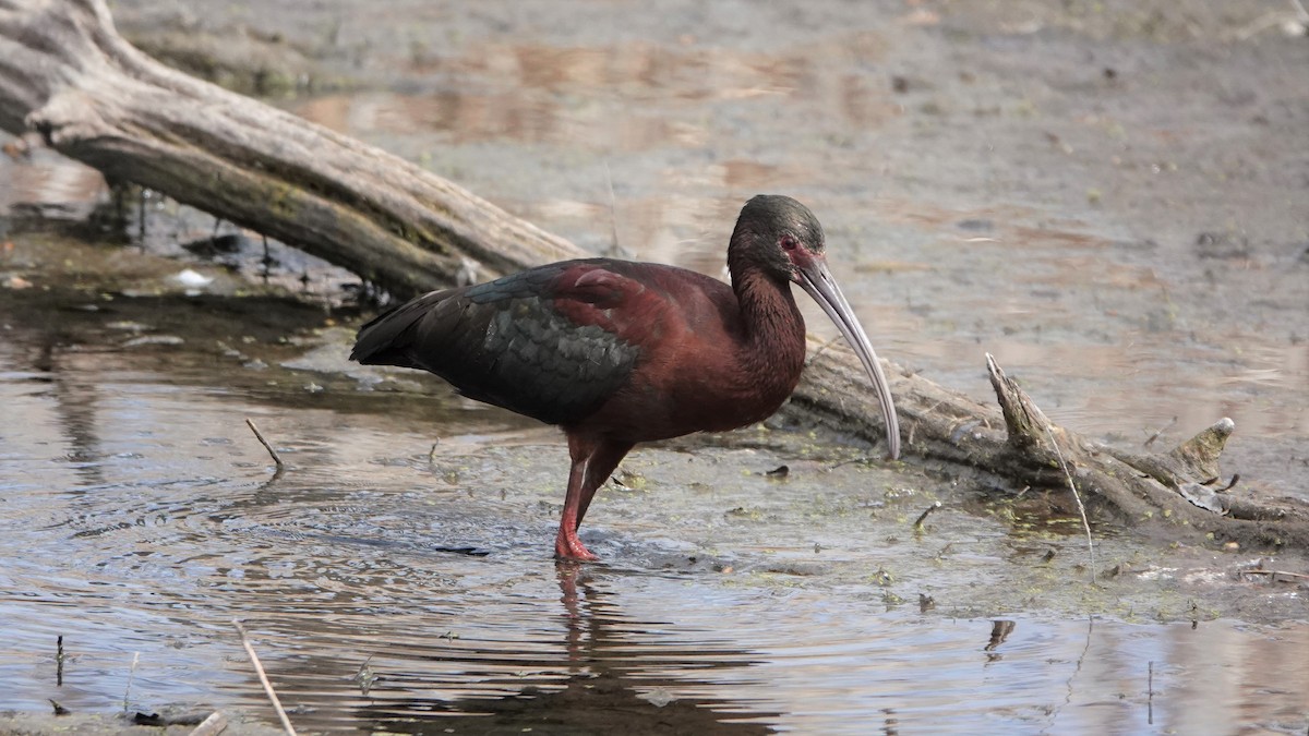 White-faced Ibis - ML153606681