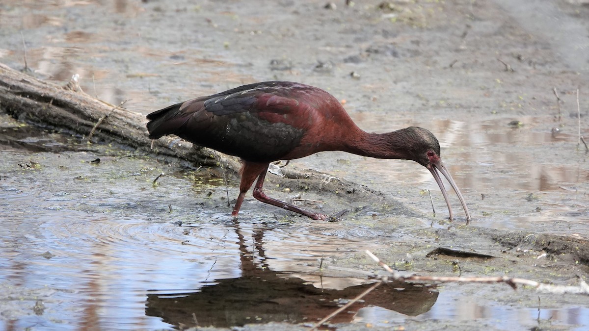 White-faced Ibis - ML153606781