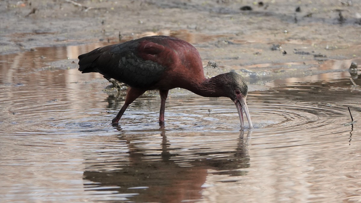 White-faced Ibis - George Ho