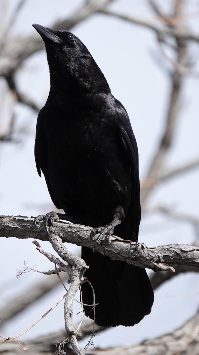 American Crow - George Ho