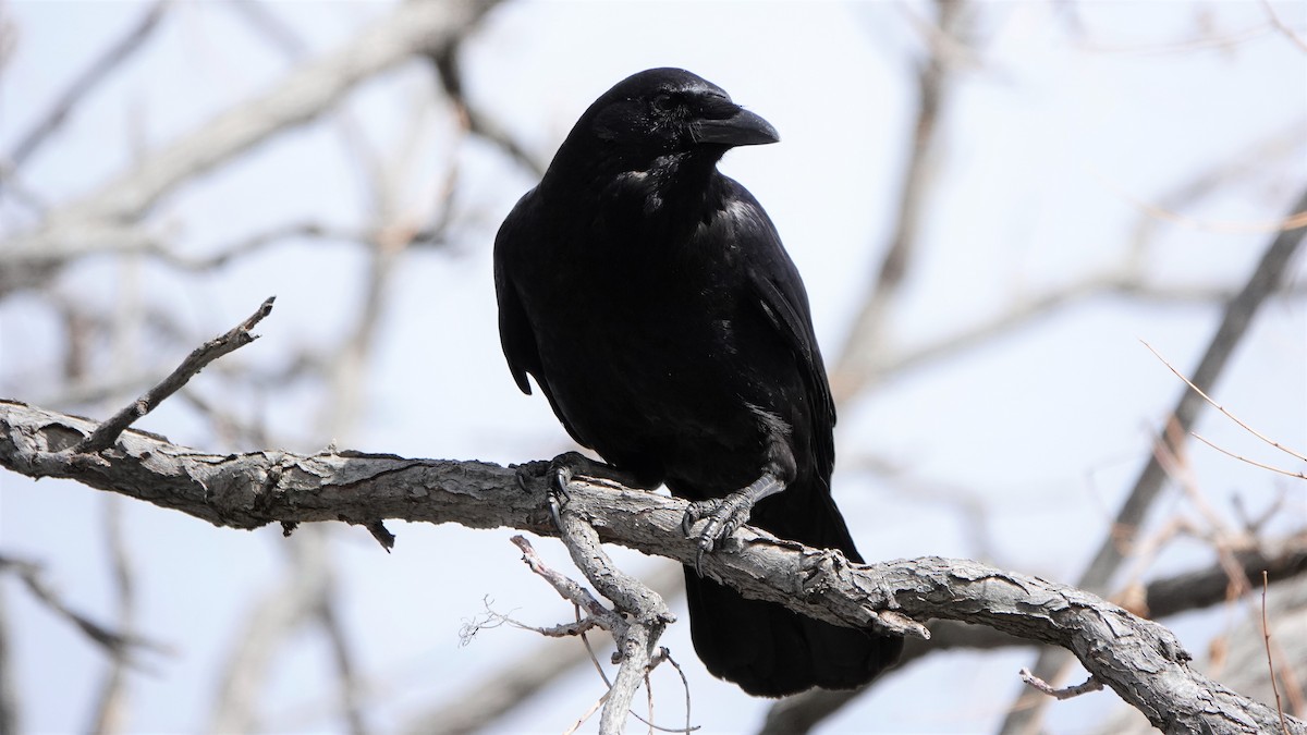 American Crow - George Ho