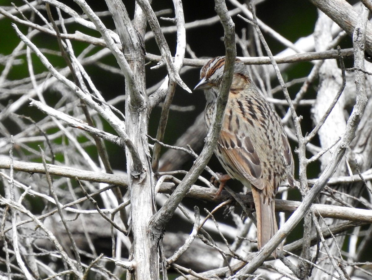 Lincoln's Sparrow - ML153607701