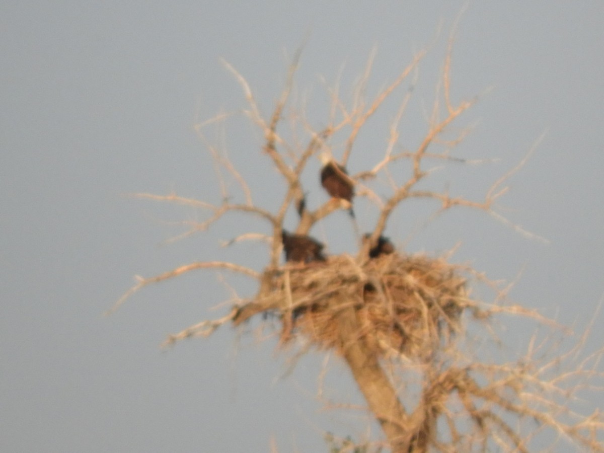 Weißkopf-Seeadler - ML153607811