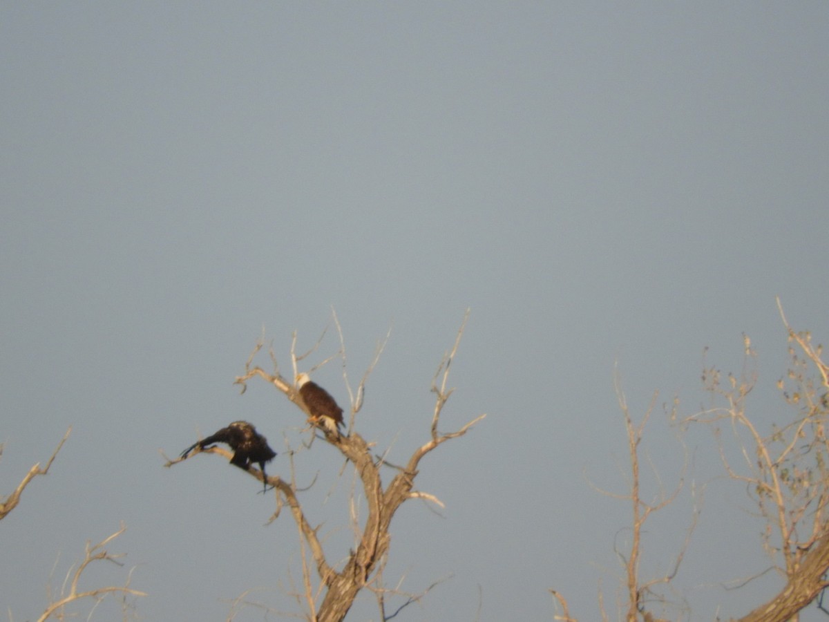 Bald Eagle - Valerie Beckwith