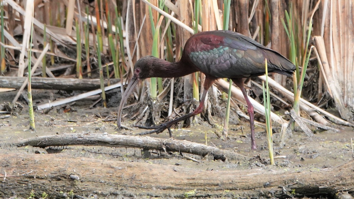 ibis americký - ML153607851
