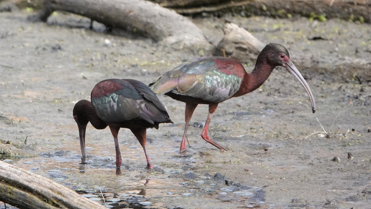 White-faced Ibis - George Ho