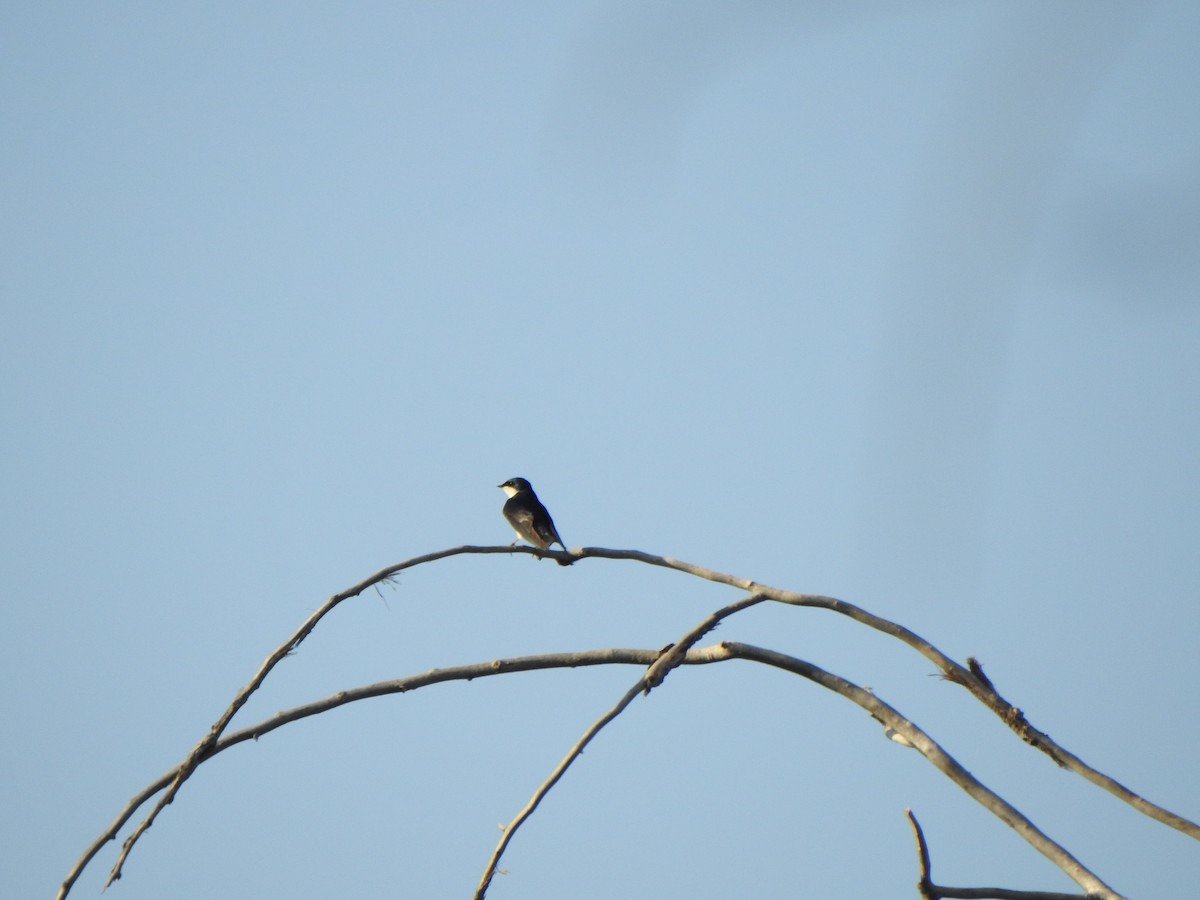 Tree Swallow - ML153609481