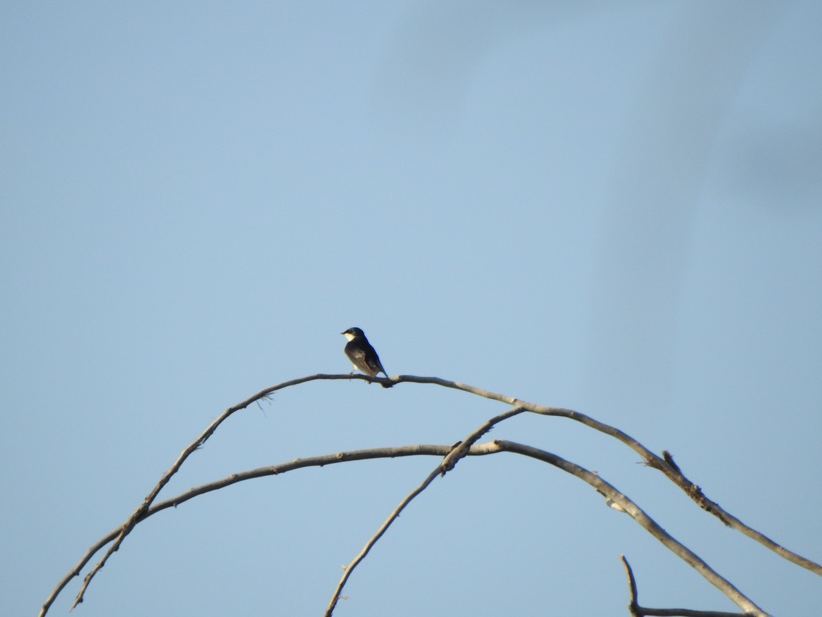 Golondrina Bicolor - ML153609481