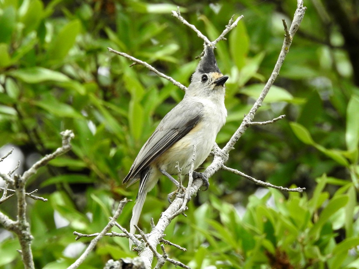 Black-crested Titmouse - ML153609621