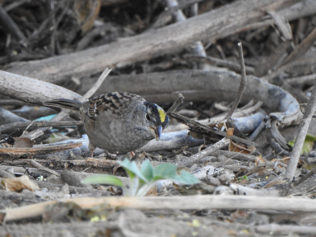 Golden-crowned Sparrow - ML153609741