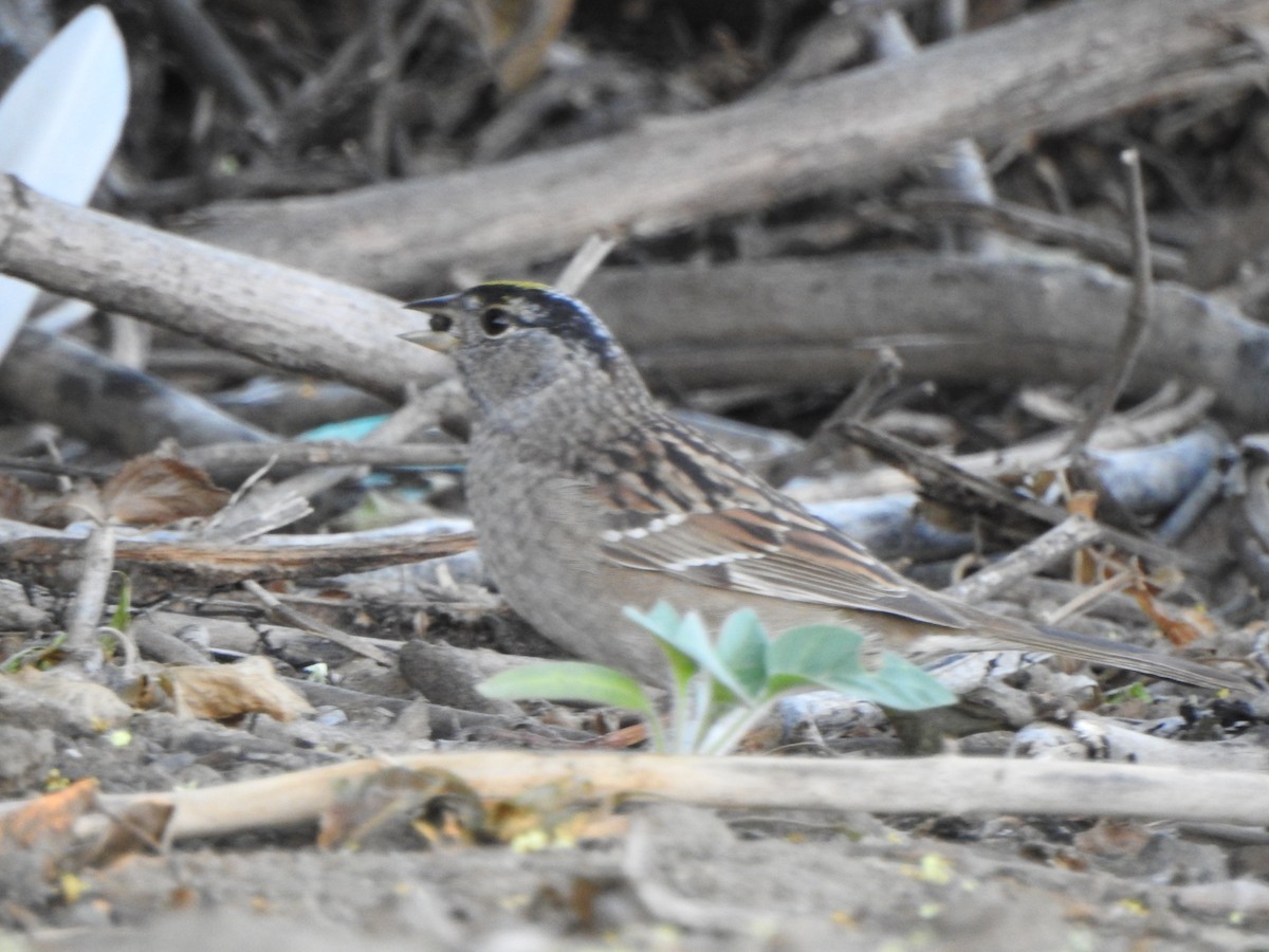 Golden-crowned Sparrow - ML153609971