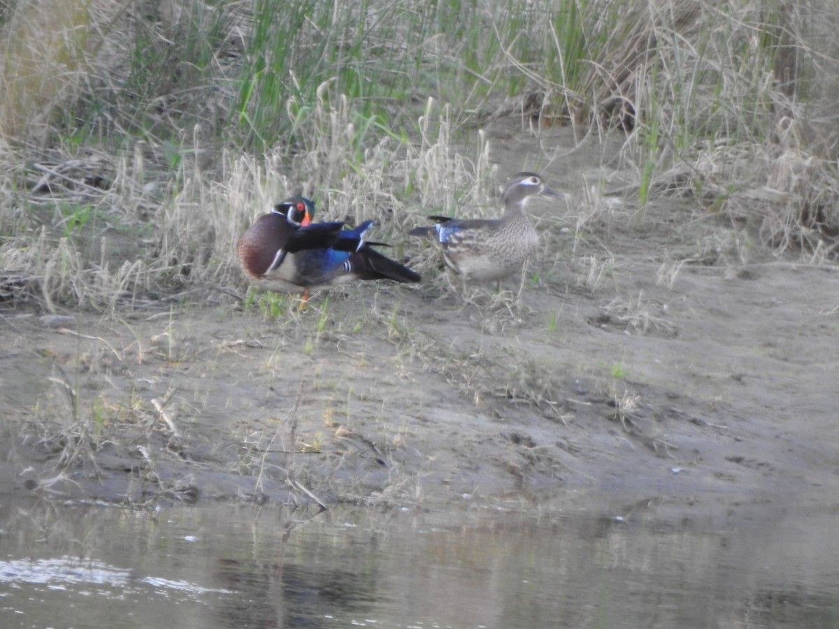 Wood Duck - ML153610881