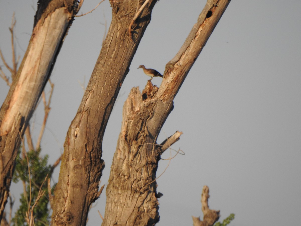 Wood Duck - ML153611271