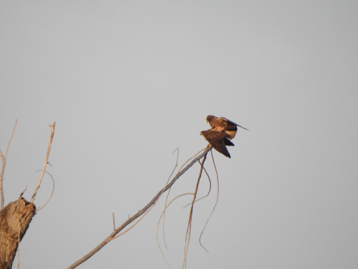 Swainson's Hawk - ML153612101