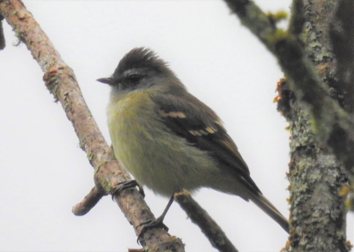 Tawny-rumped Tyrannulet - John Licharson