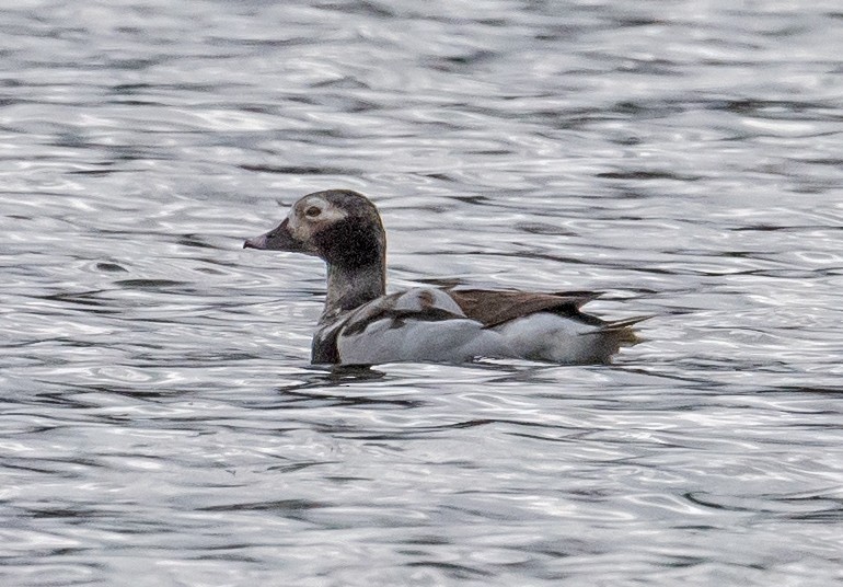 Long-tailed Duck - ML153612431