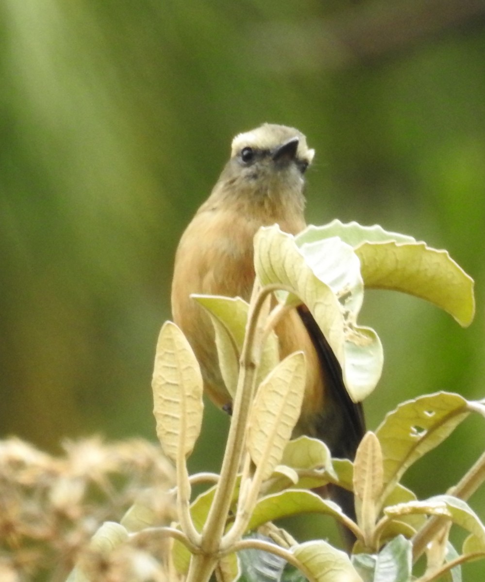 Brown-backed Chat-Tyrant - ML153612591