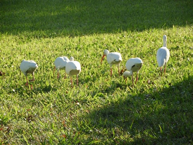 ibis bílý - ML153612611
