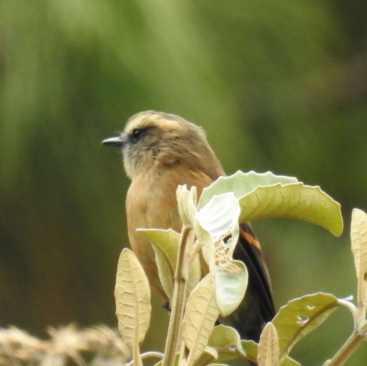 Brown-backed Chat-Tyrant - ML153612621