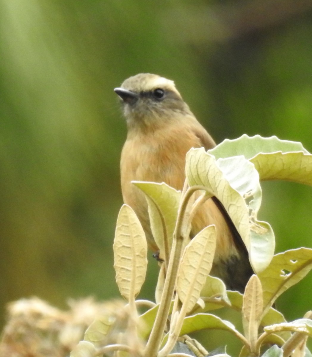 Brown-backed Chat-Tyrant - ML153612631