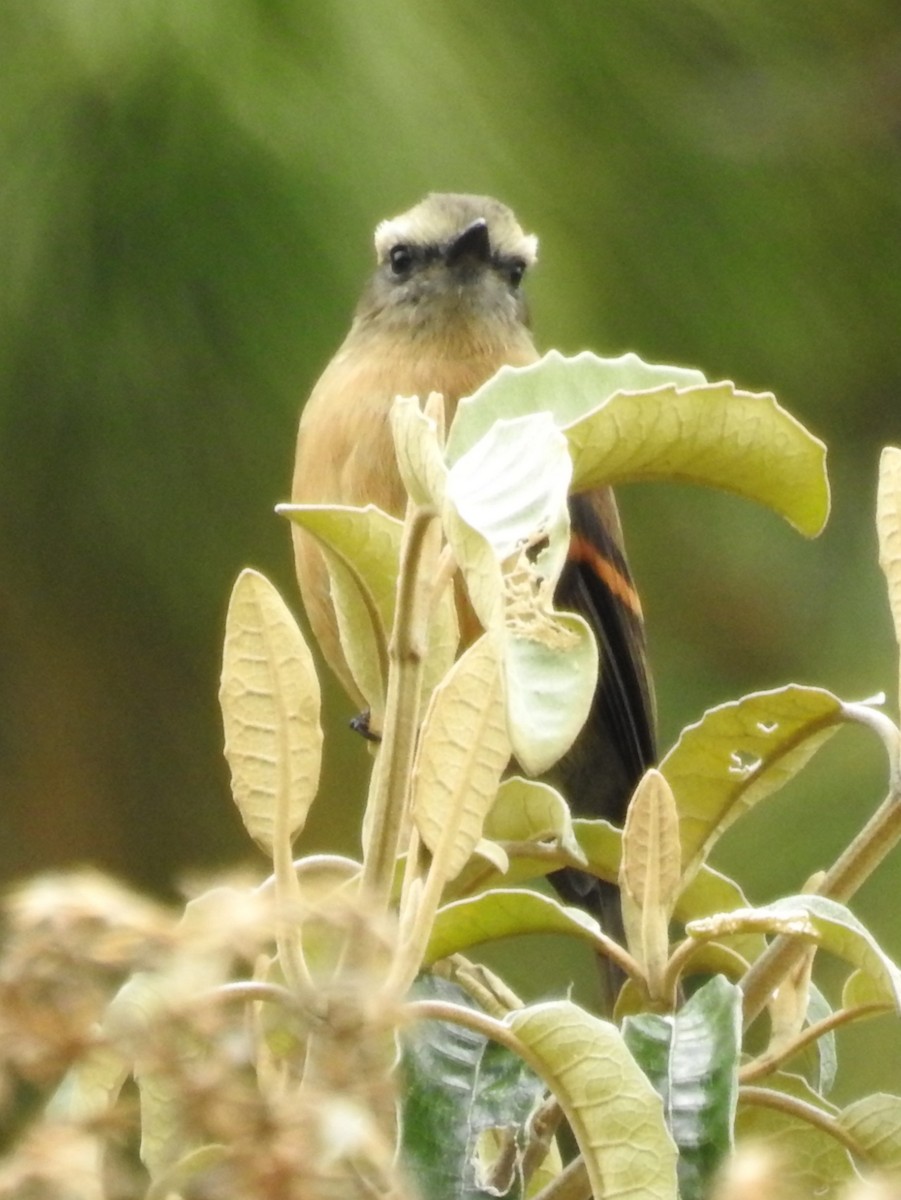 Brown-backed Chat-Tyrant - ML153612641