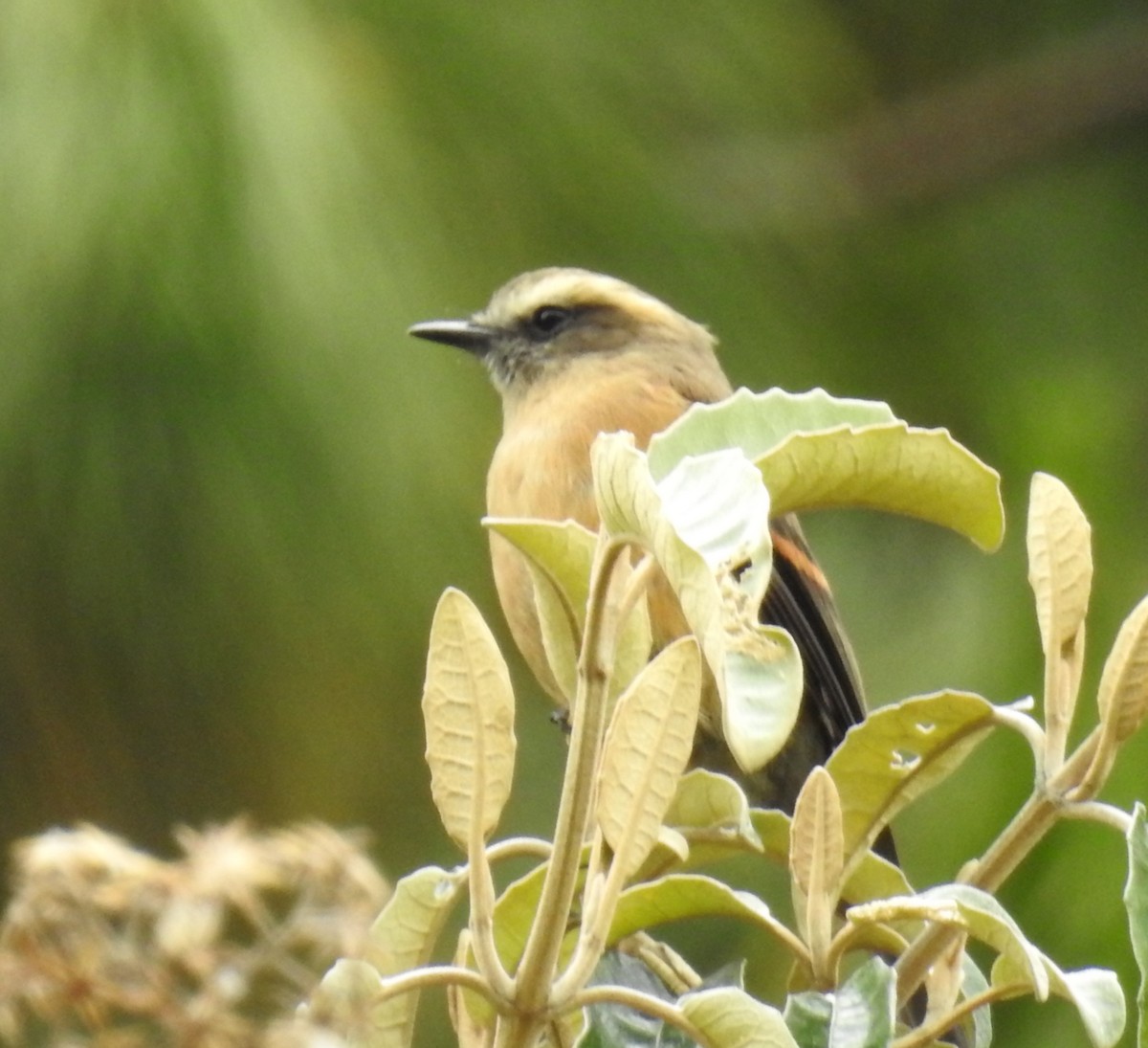 Brown-backed Chat-Tyrant - ML153612651