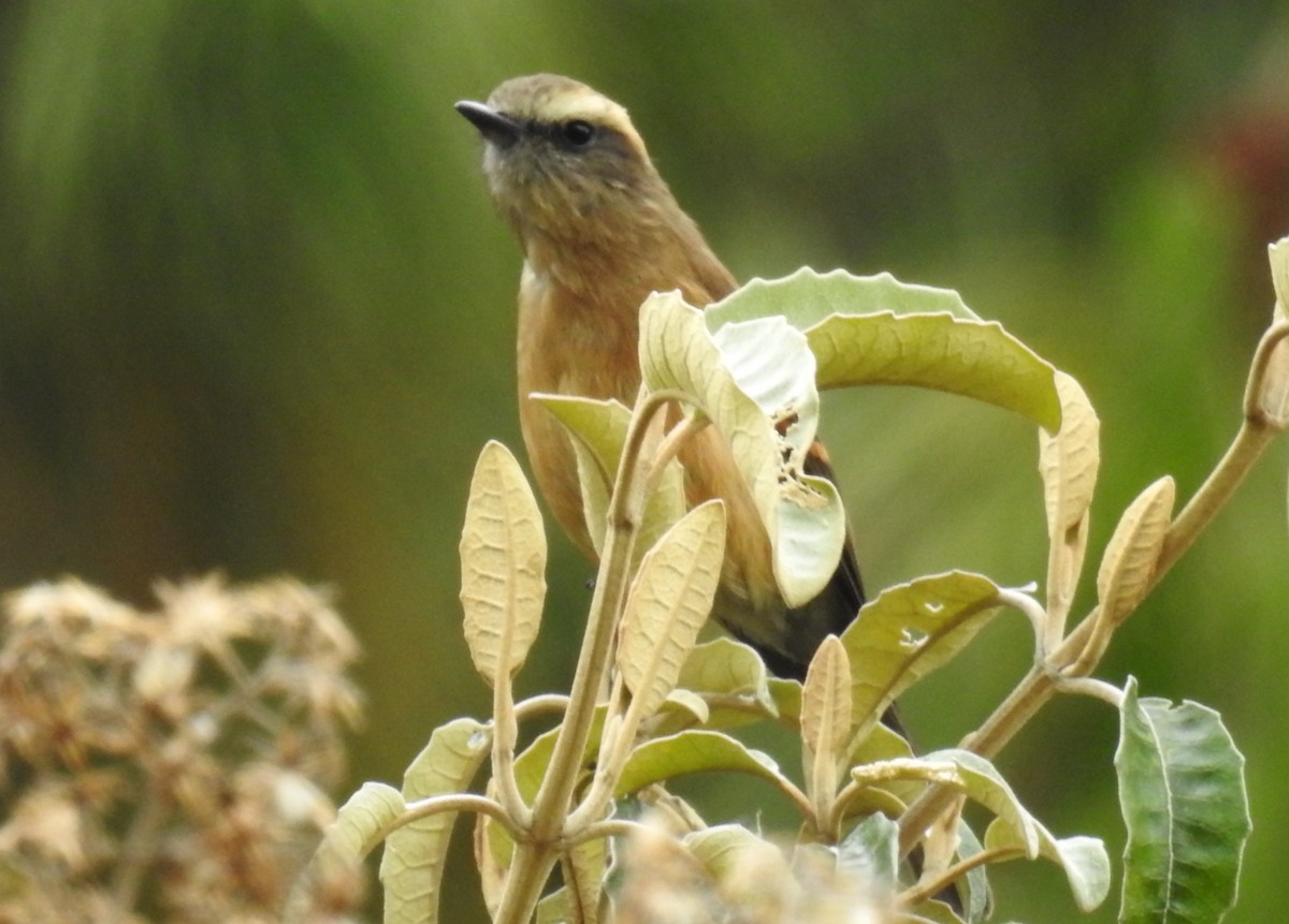 Brown-backed Chat-Tyrant - ML153612661