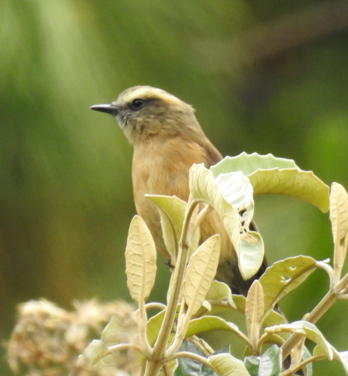 Brown-backed Chat-Tyrant - ML153612681
