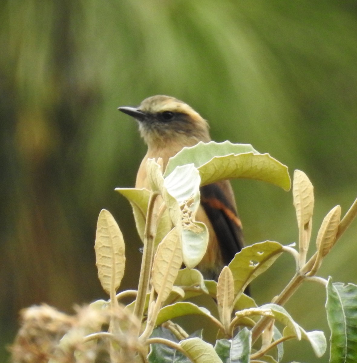 Brown-backed Chat-Tyrant - ML153612691
