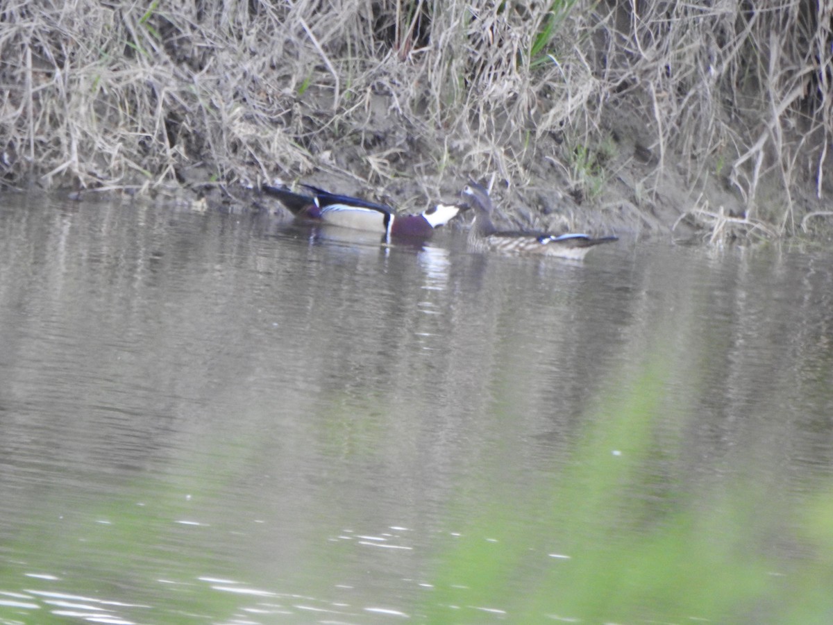 Wood Duck - ML153612721