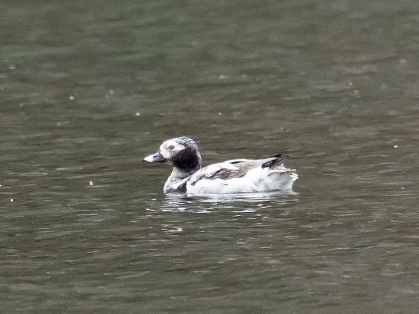 Long-tailed Duck - ML153613321