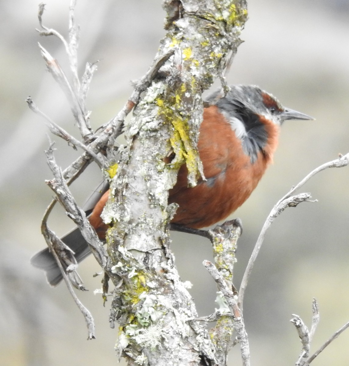 Giant Conebill - ML153613341