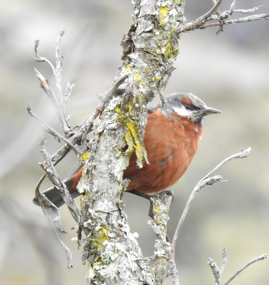 Giant Conebill - ML153613371