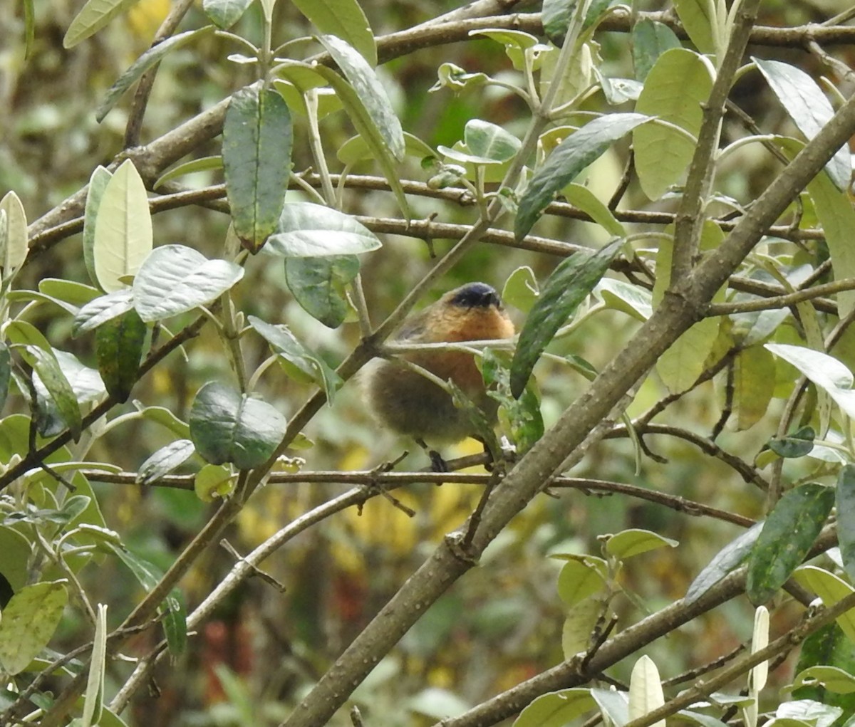 Xénodacnis mésange - ML153613471