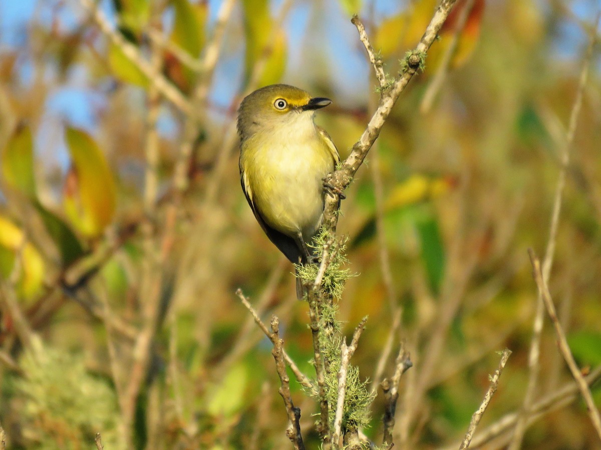 Ak Gözlü Vireo - ML153613651