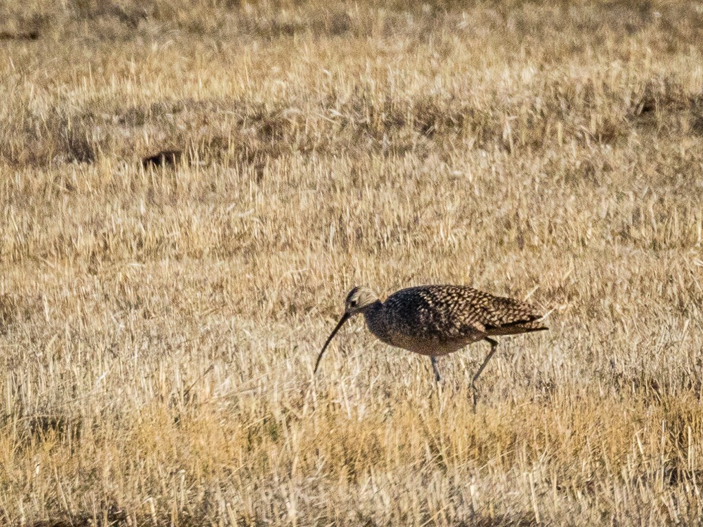 Long-billed Curlew - ML153613841