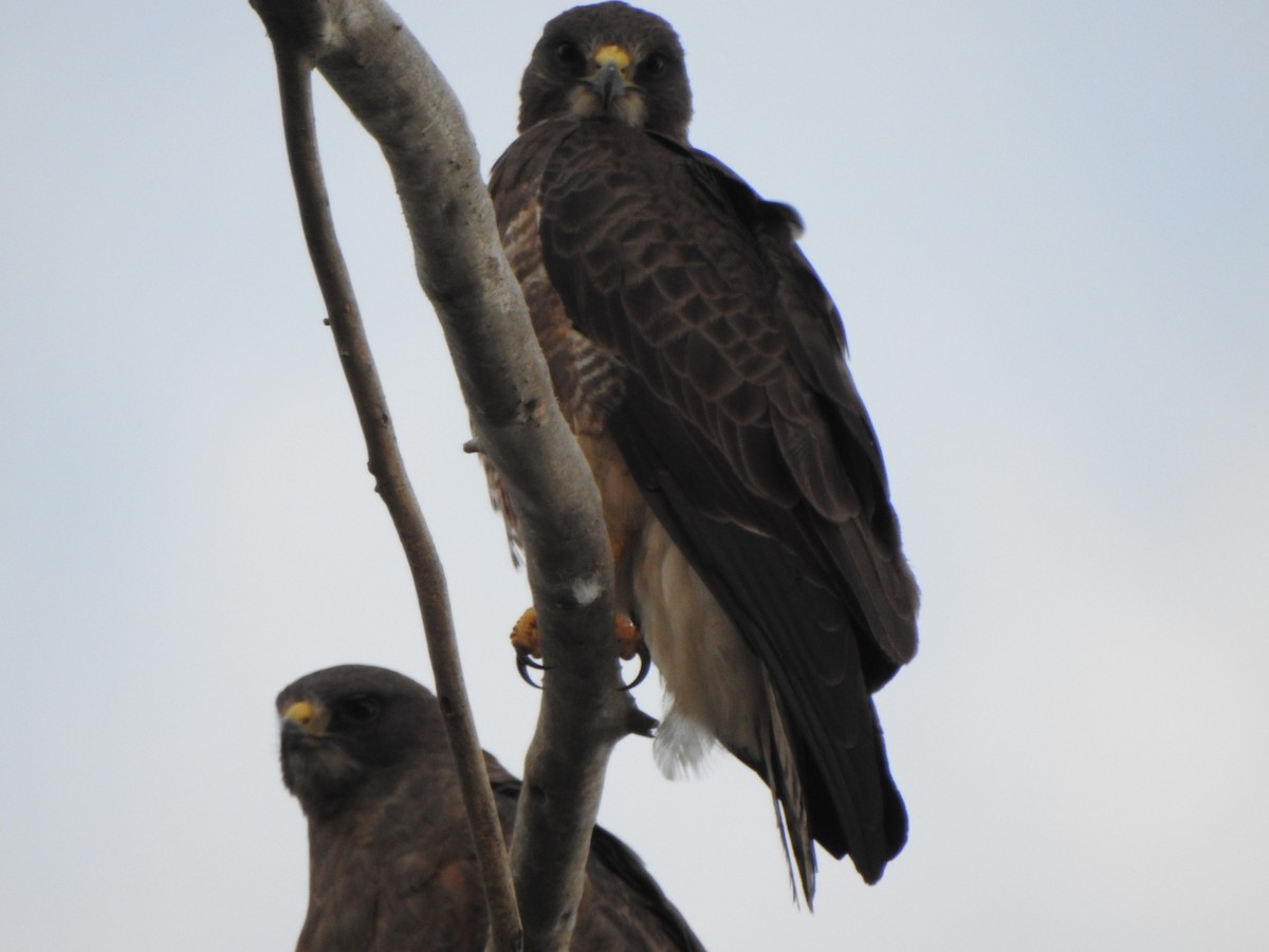 Swainson's Hawk - ML153613861